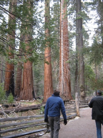 Sequoia trees Mariposa Grove @ Yosemite national park 